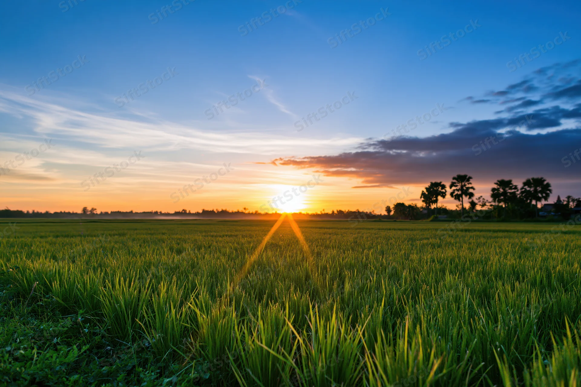 Rice paddy field stretching to the horizon under a golden sunset sky