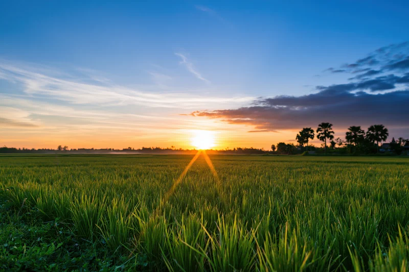Rice paddy field stretching to the horizon under a golden sunset sky