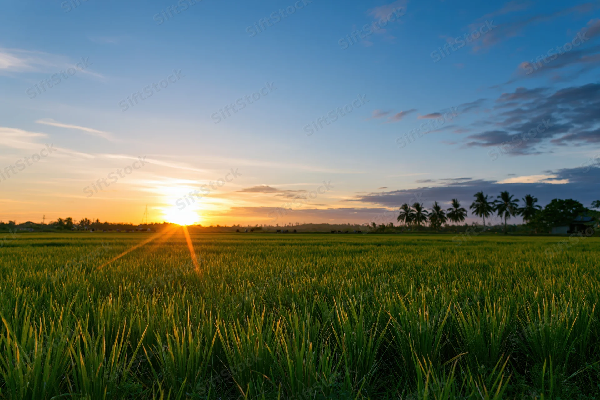 Flat rice paddy field stretching to the horizon under a wide sky at sunset