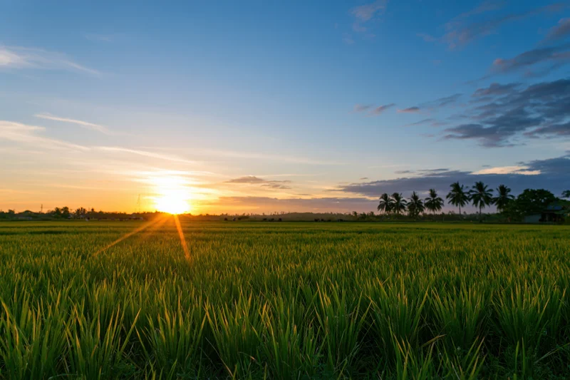 Flat rice paddy field stretching to the horizon under a wide sky at sunset