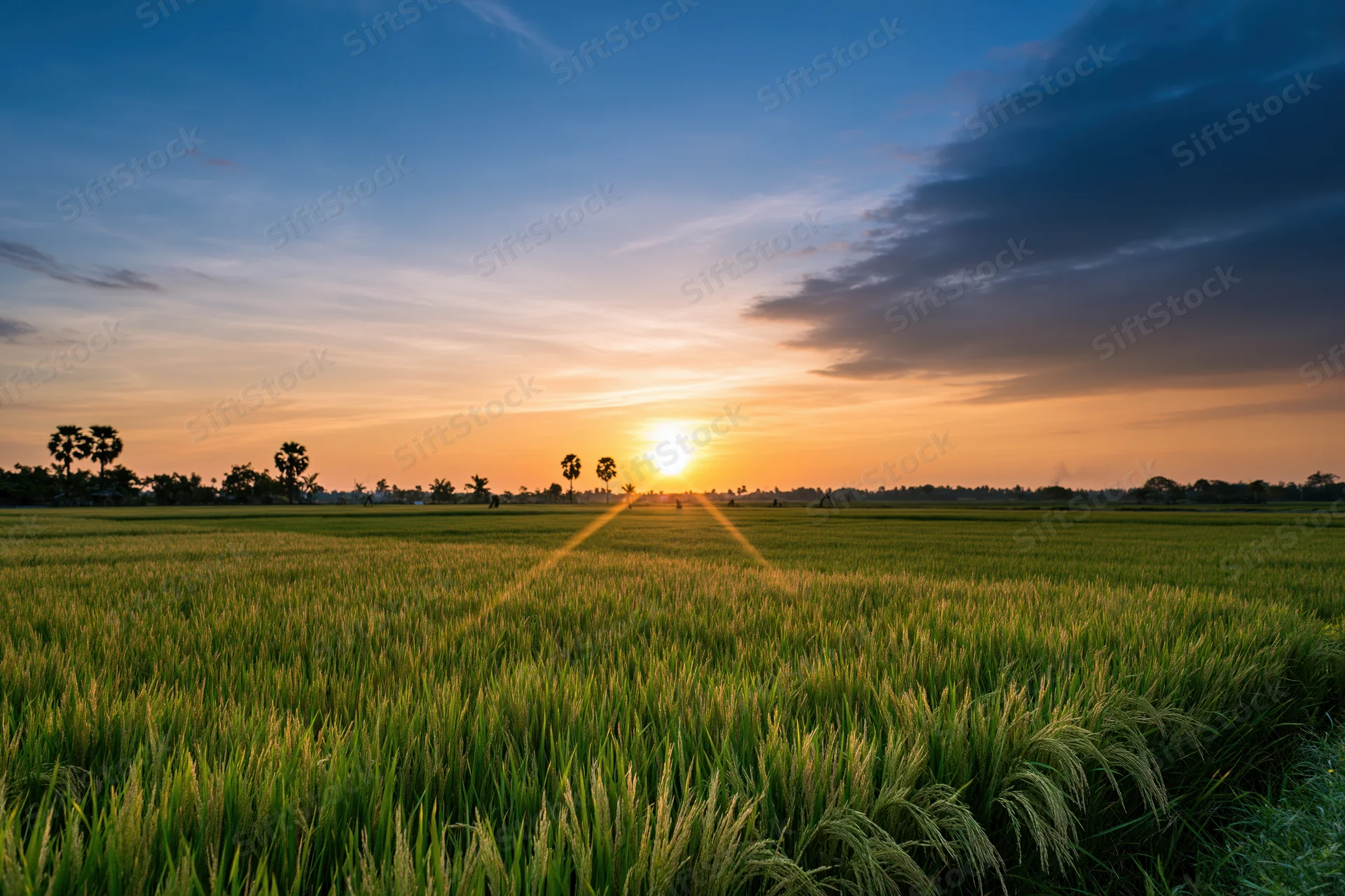 Flat rice paddy fields stretching to the horizon under a wide sky at sunset