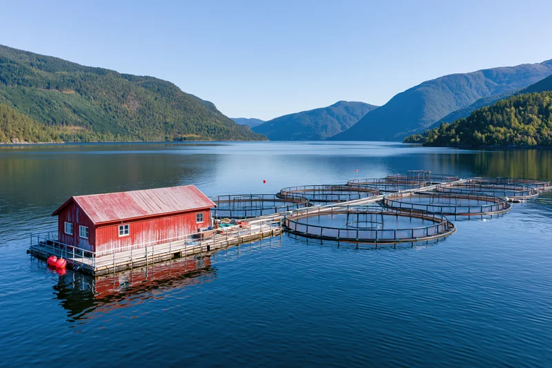 Floating salmon fish farm with red wooden operations building on calm lake surrounded by forested mountains
