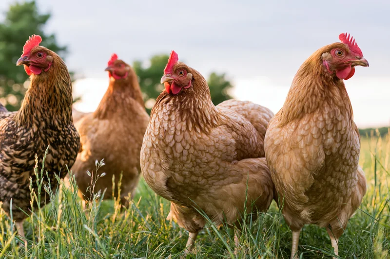Four hens standing in tall grass on a farm pasture