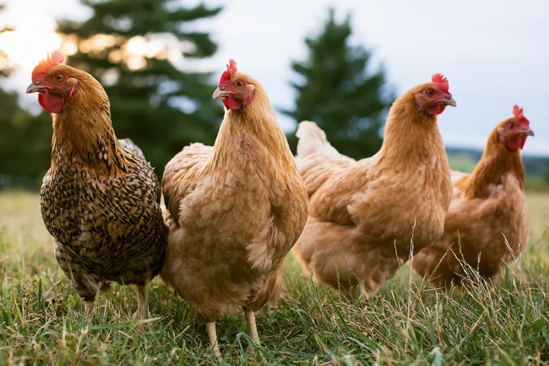 Four hens standing in tall grass on a farm pasture