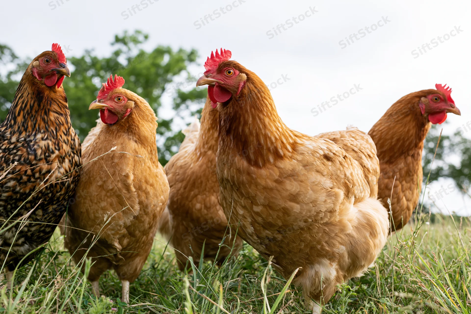 Free-range hens standing in tall grass on a farm pasture