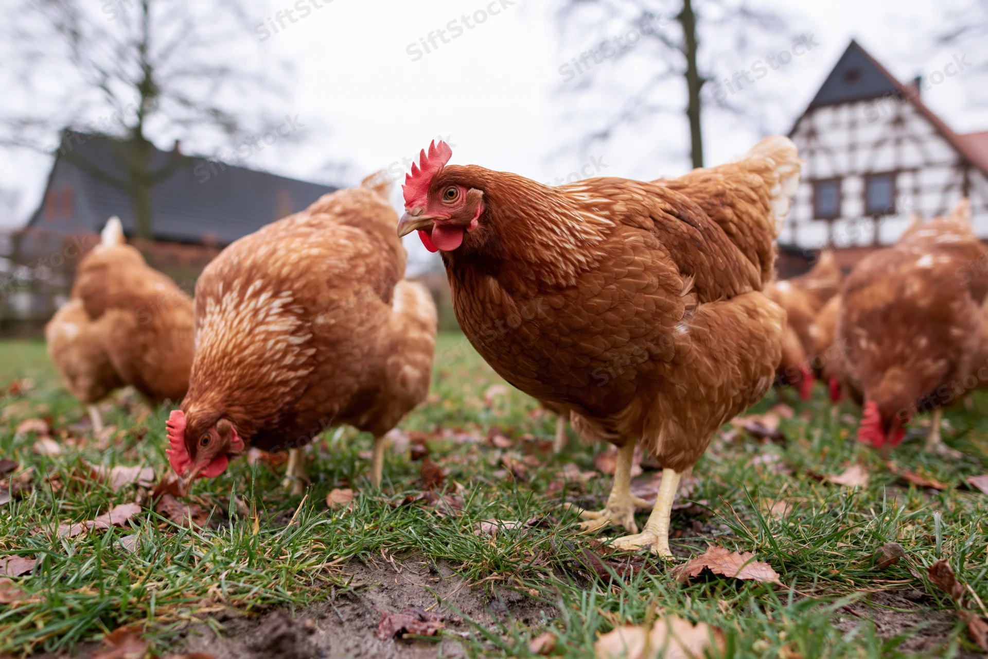 Brown hens foraging on grass in a rural farmyard setting
