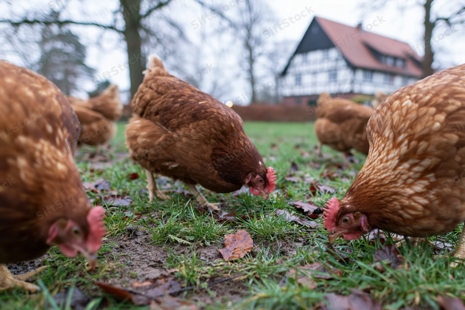 Brown hens foraging on grass in a rural farmyard with a timberframe farmhouse in the background