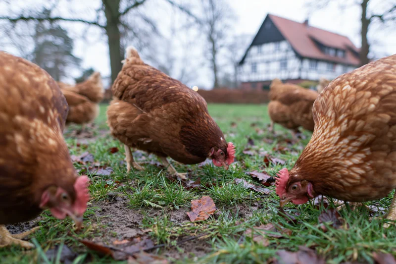 Brown hens foraging on grass in a rural farmyard with a timberframe farmhouse in the background