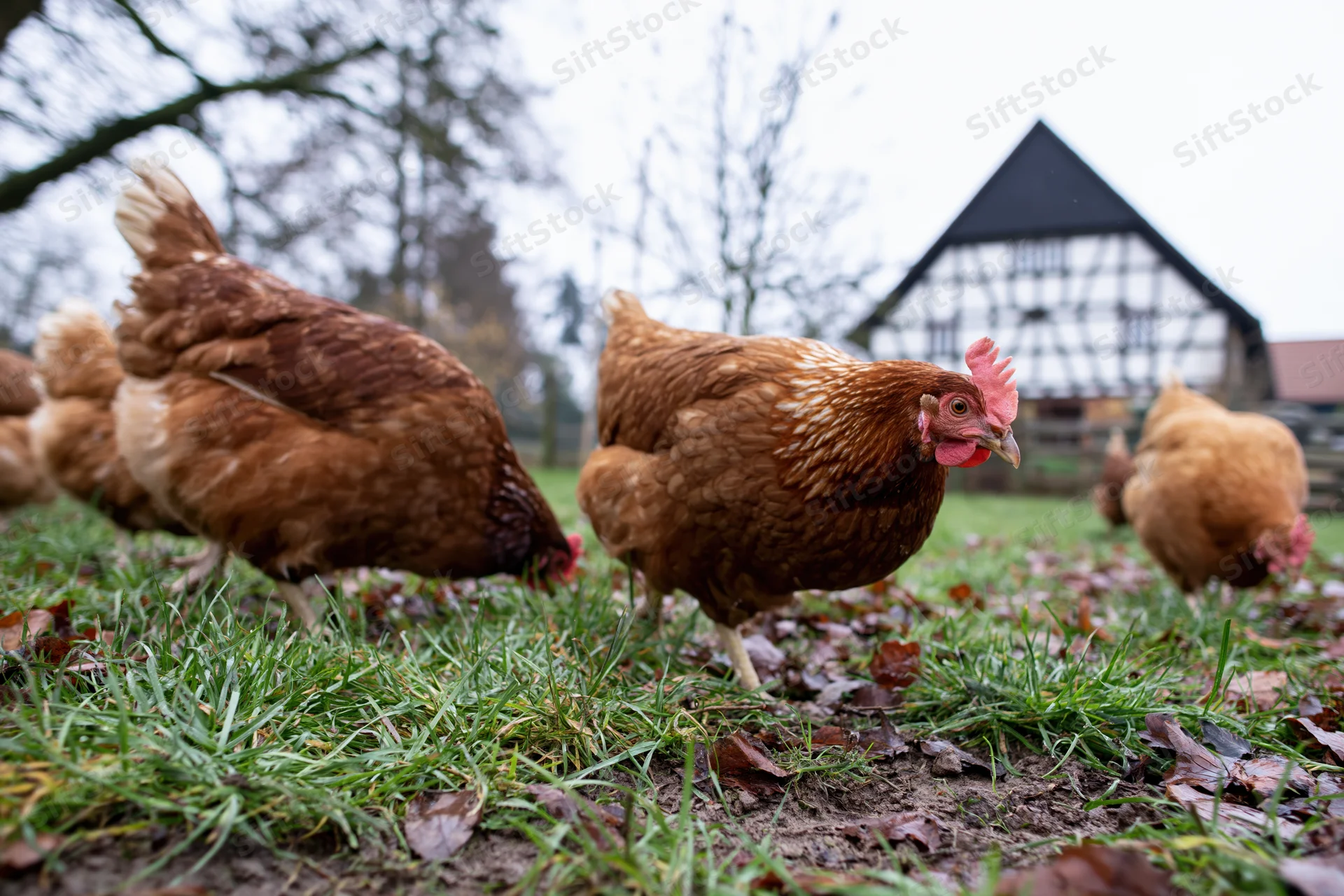 Brown hens foraging on grass near a timberframe farmhouse