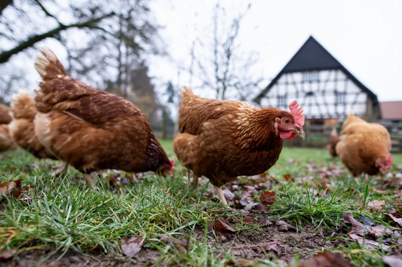 Brown hens foraging on grass near a timberframe farmhouse