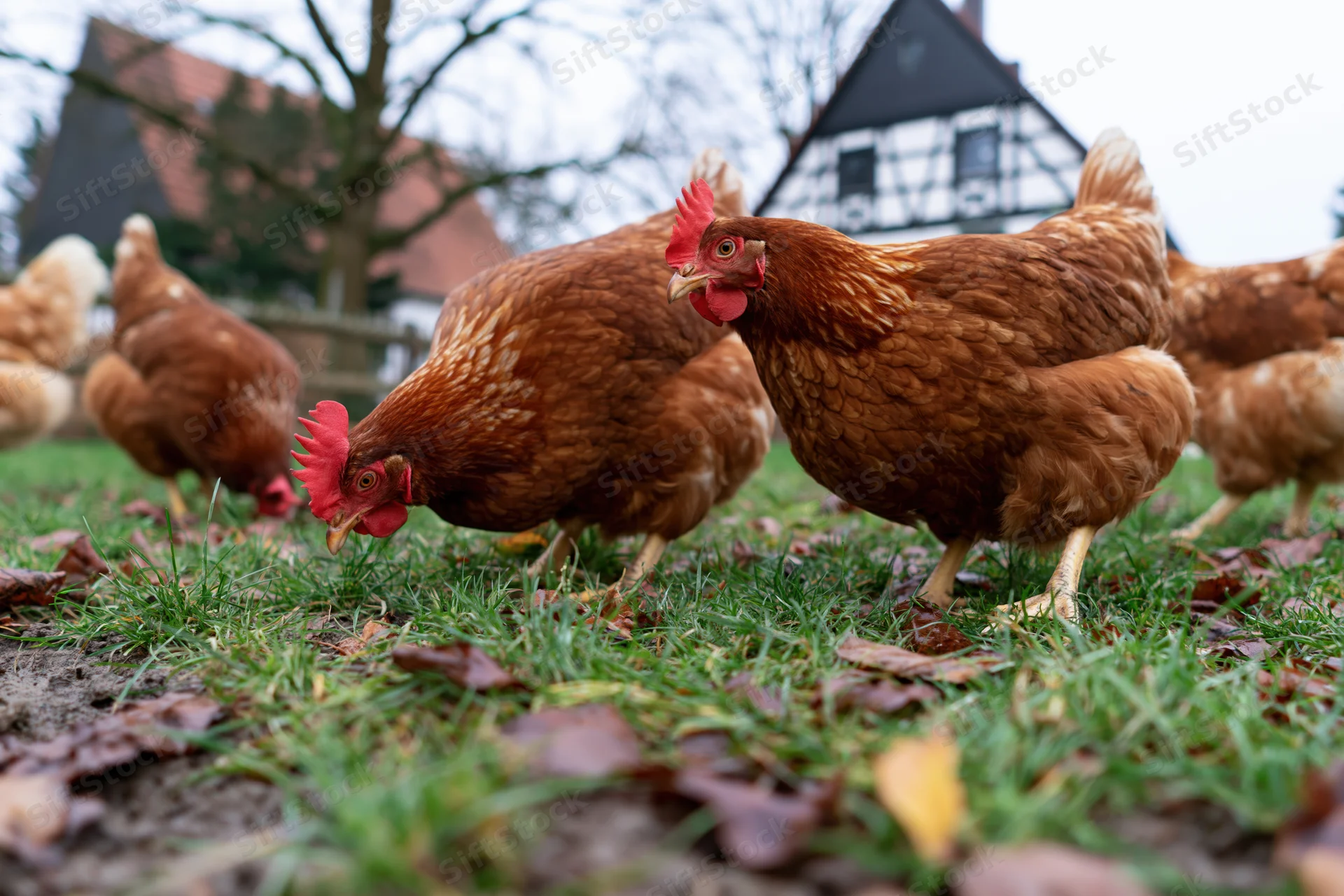Brown hens foraging on grass in a rural farmyard with houses and trees in the background