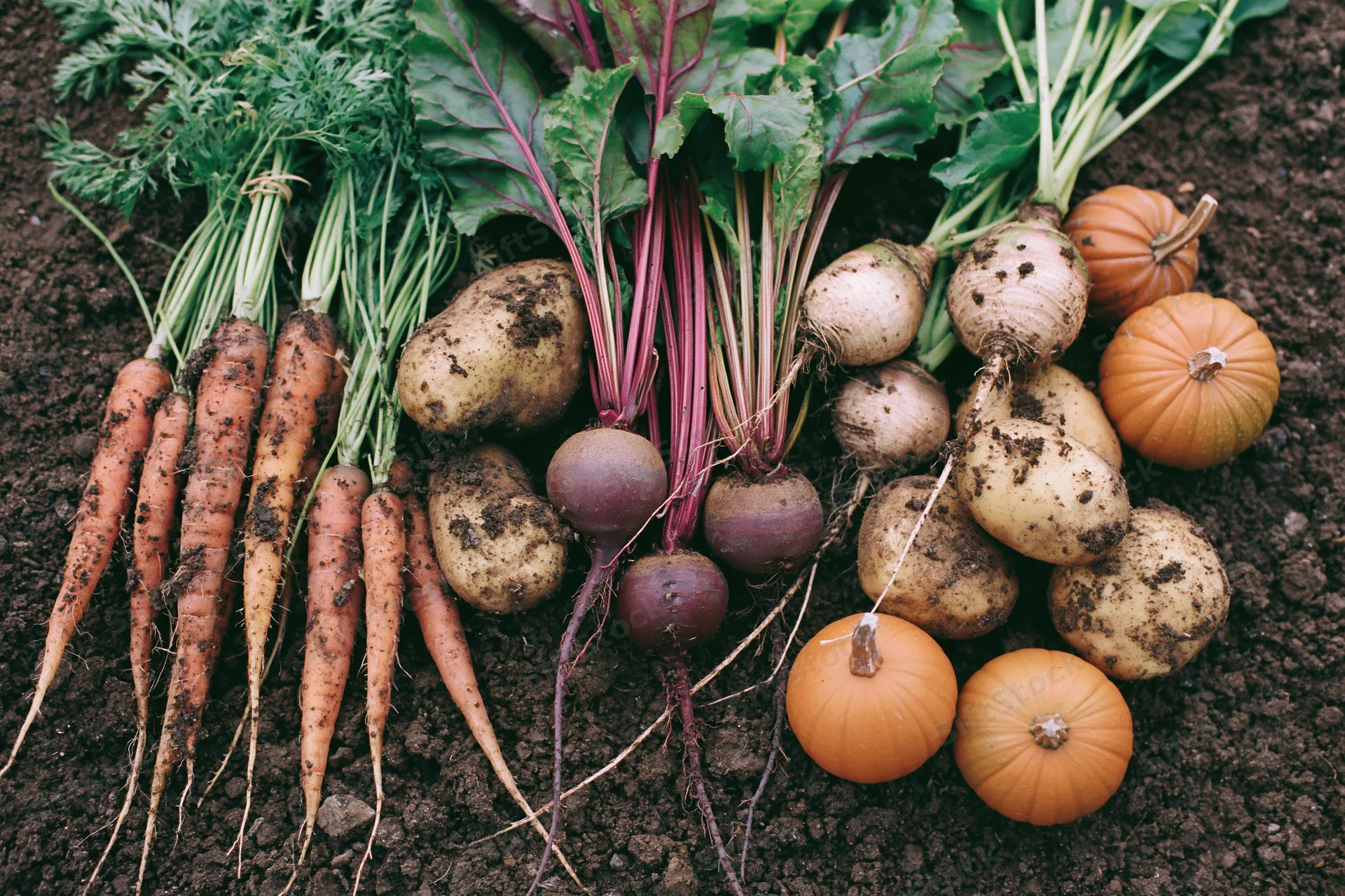 Fresh-harvested root vegetables and squash arranged on dark soil