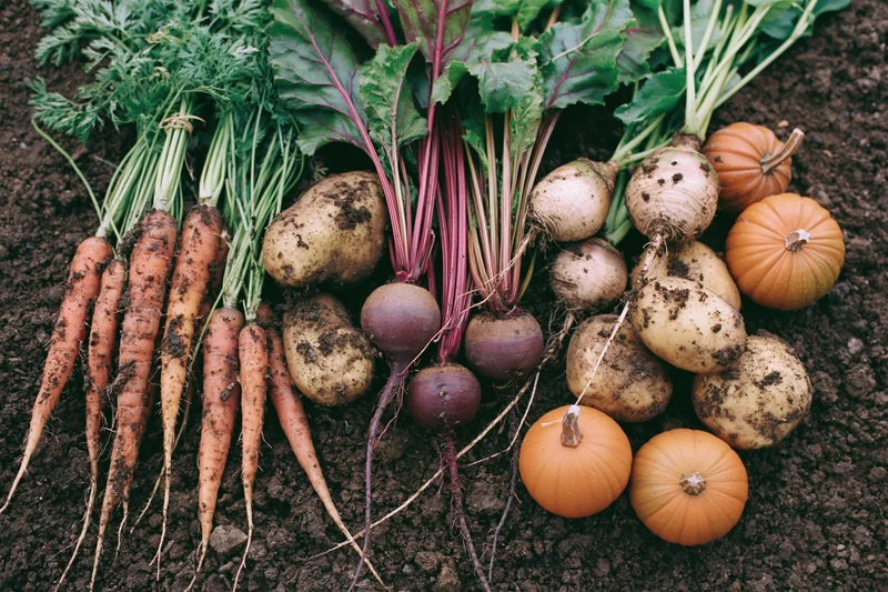 Fresh-harvested root vegetables and squash arranged on dark soil