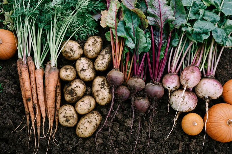 Fresh-harvested root vegetables and squash arranged on dark soil in a garden setting