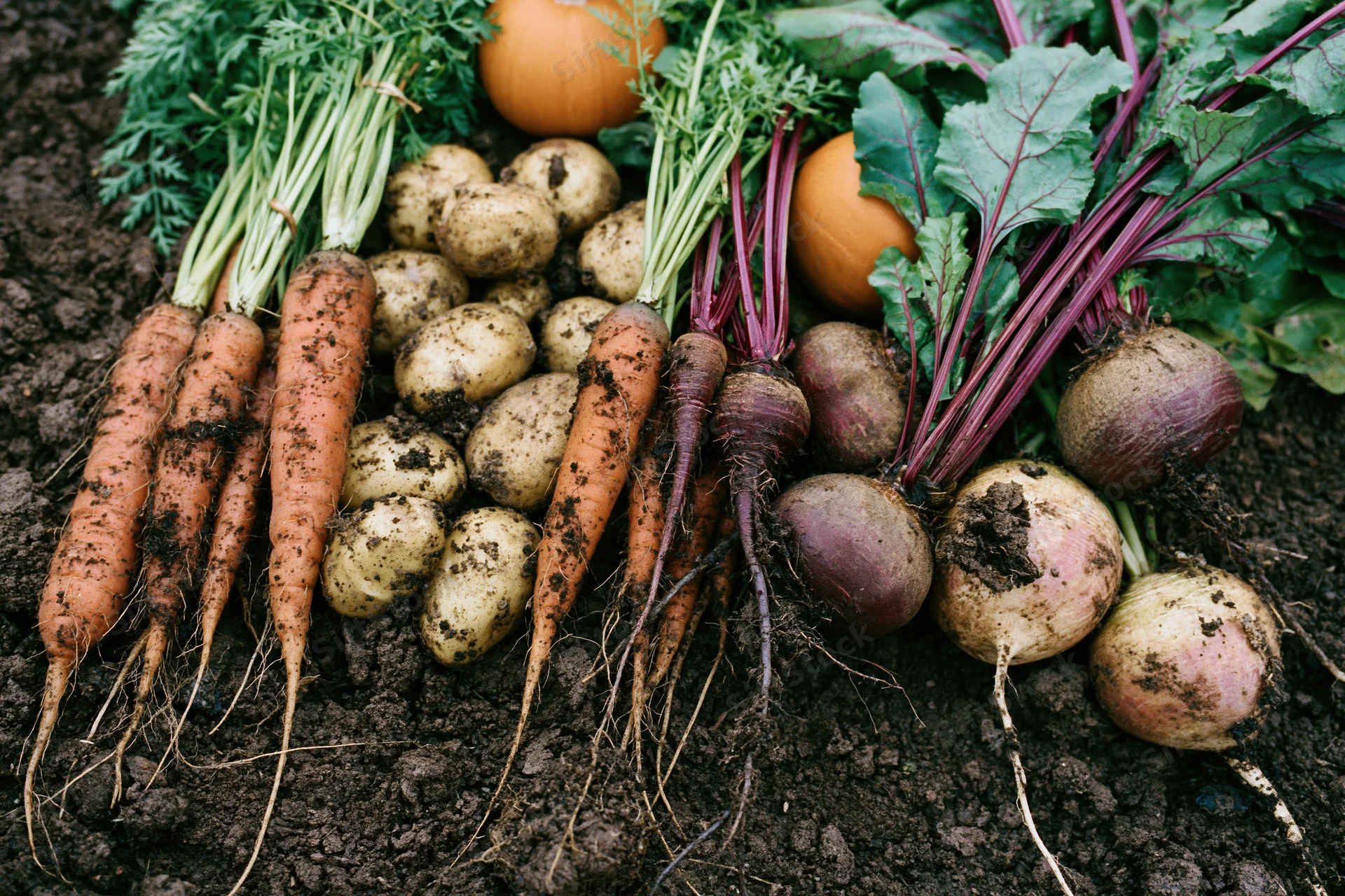Fresh-harvested root vegetables and squash arranged on dark soil