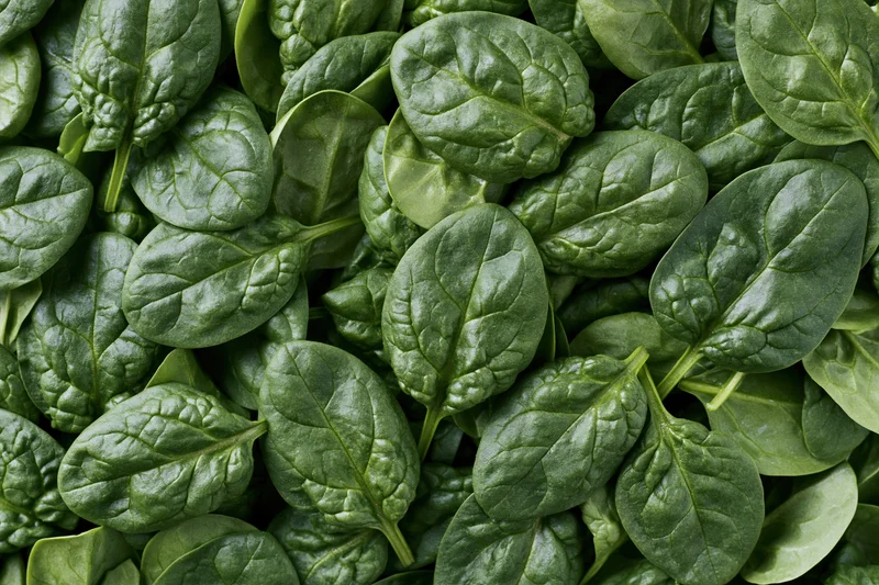 Fresh baby spinach leaves piled densely together filling the frame