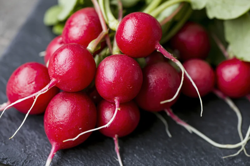 Fresh red radishes with green tops piled on dark slate surface