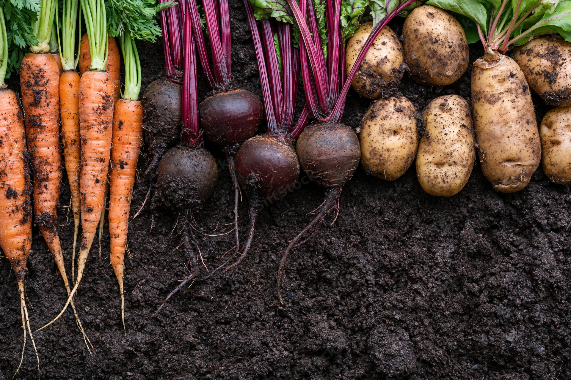 Freshly harvested carrots beets and potatoes arranged in a row on dark soil