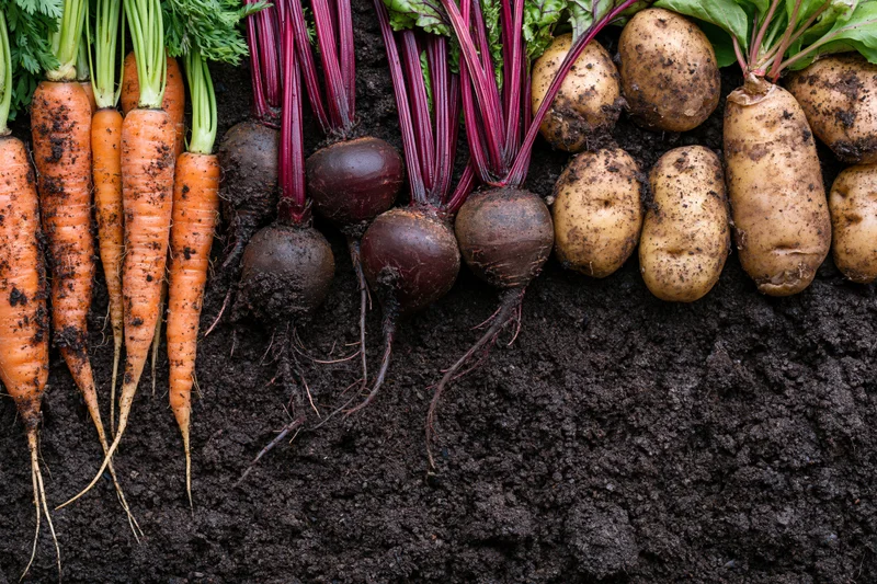 Freshly harvested carrots beets and potatoes arranged in a row on dark soil