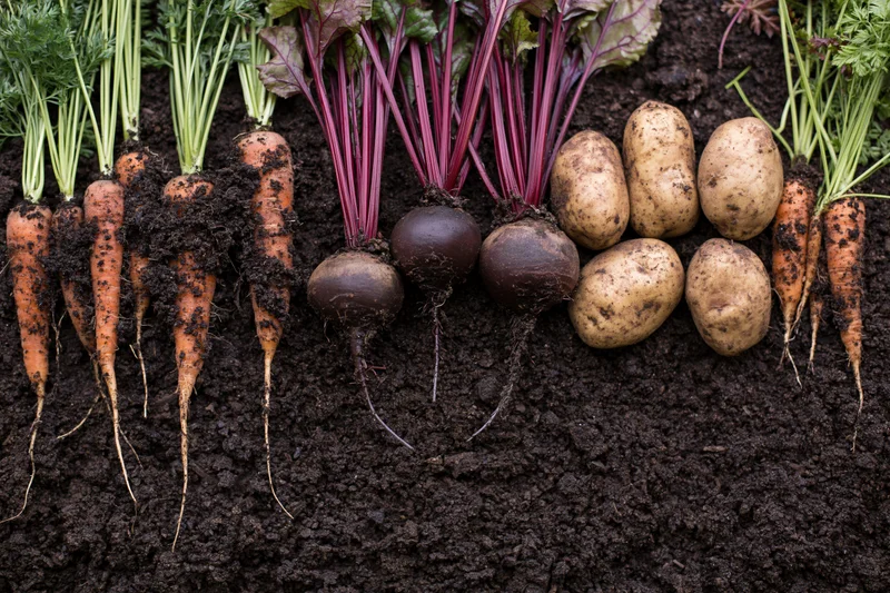 Freshly harvested carrots, beets and potatoes arranged on dark soil