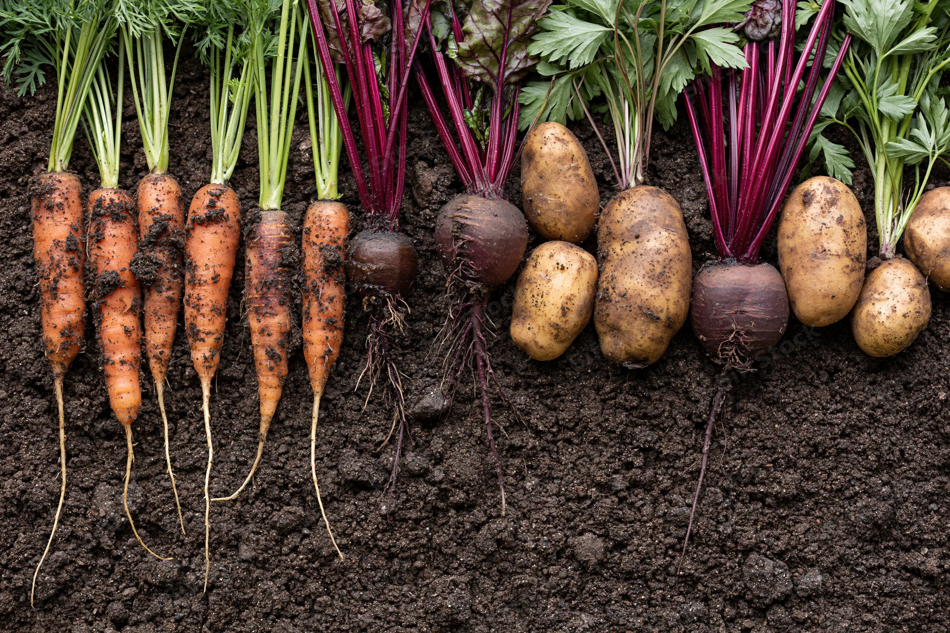Freshly harvested carrots beetroot and potatoes arranged in a row on dark soil
