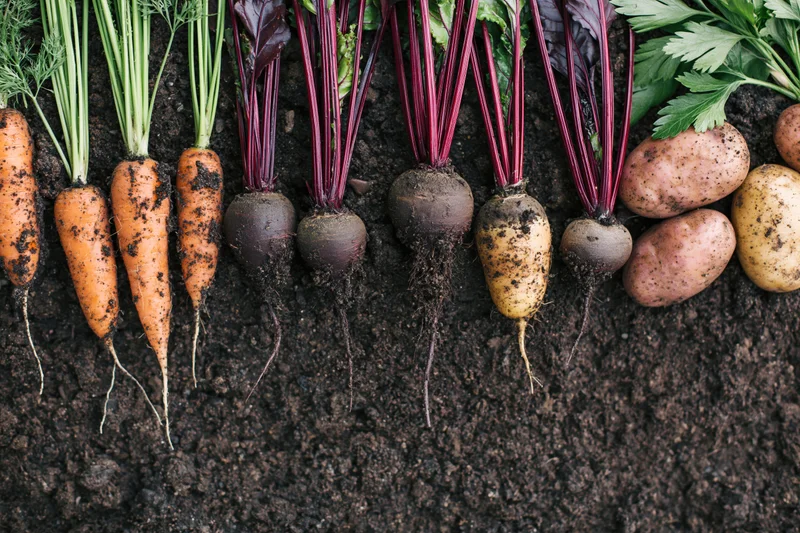 Freshly harvested carrots beetroot and potatoes arranged in a row on dark soil
