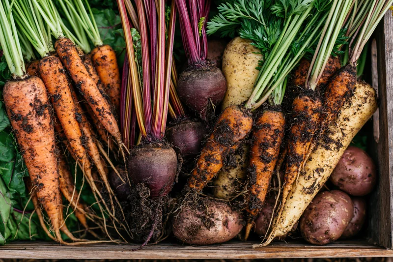 Freshly harvested carrots beets and potatoes arranged in a wooden crate