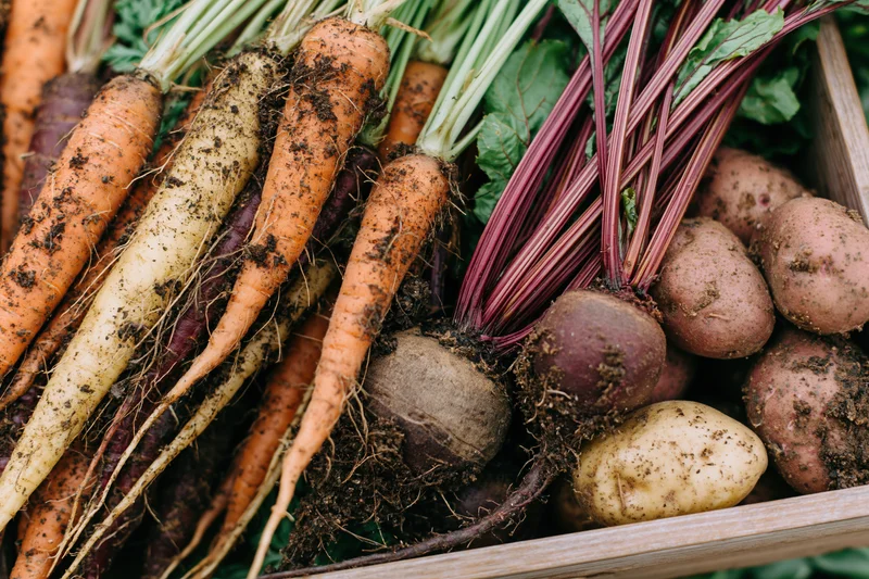 Freshly harvested carrots beets and potatoes arranged in a wooden crate with soil still clinging to their roots