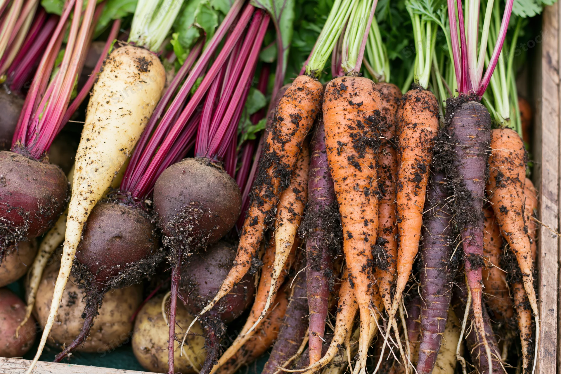Freshly harvested carrots beets and potatoes arranged together in a wooden crate