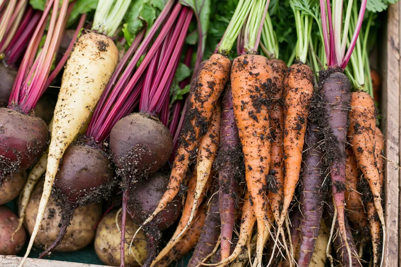 Freshly harvested carrots beets and potatoes arranged together in a wooden crate