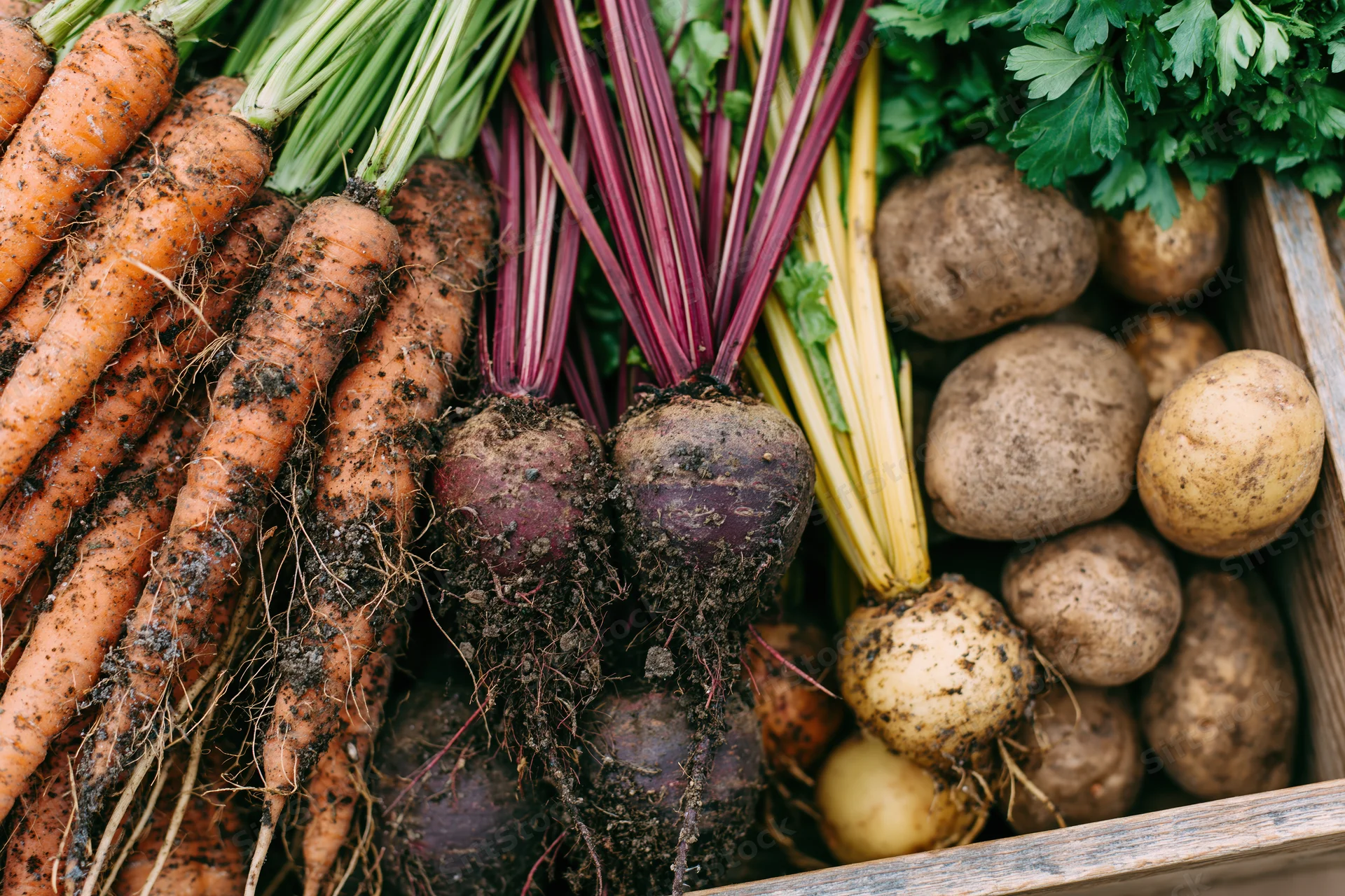 Freshly harvested carrots beets and potatoes arranged in a wooden crate with soil still clinging to their roots