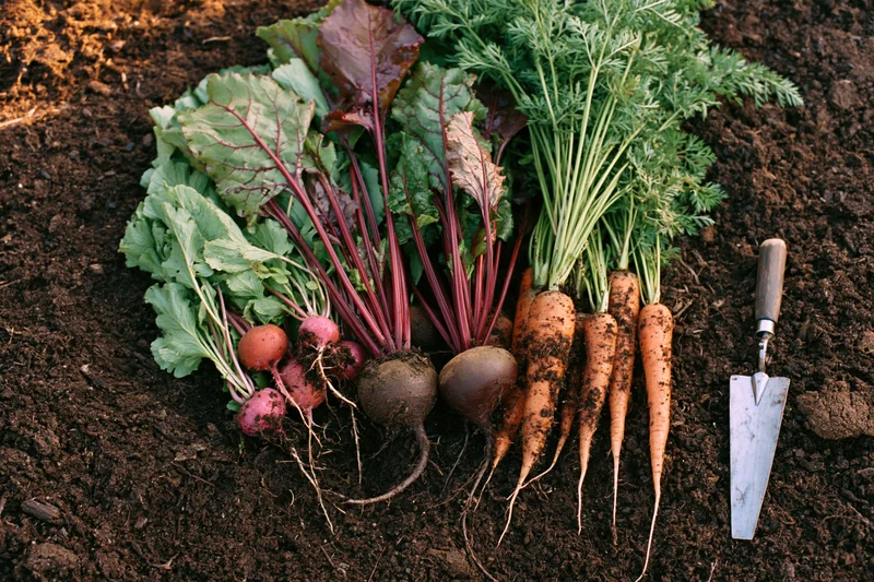 Freshly harvested carrots beets and radishes with leafy greens arranged on dark soil beside a trowel