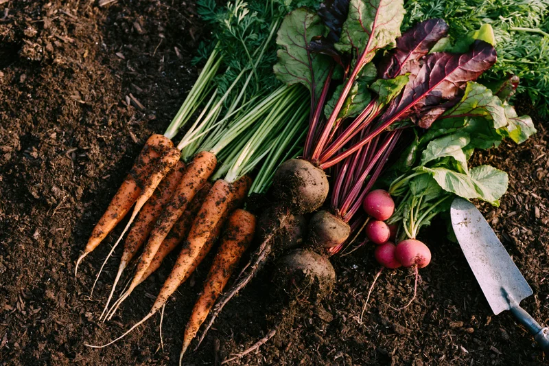 Freshly harvested carrots beets and radishes with leafy greens arranged on soil next to a trowel