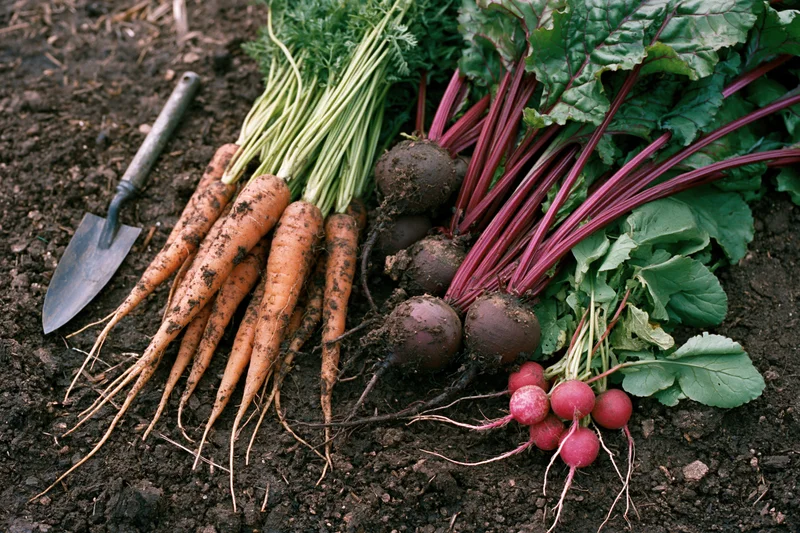 Freshly harvested carrots beets and radishes with leafy greens on soil next to a trowel