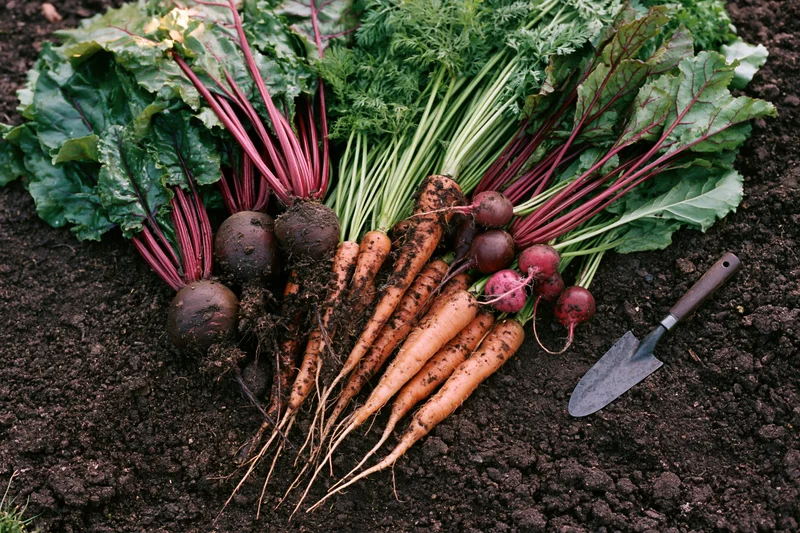 Freshly harvested carrots beets and radishes with leafy greens arranged on dark soil next to a trowel