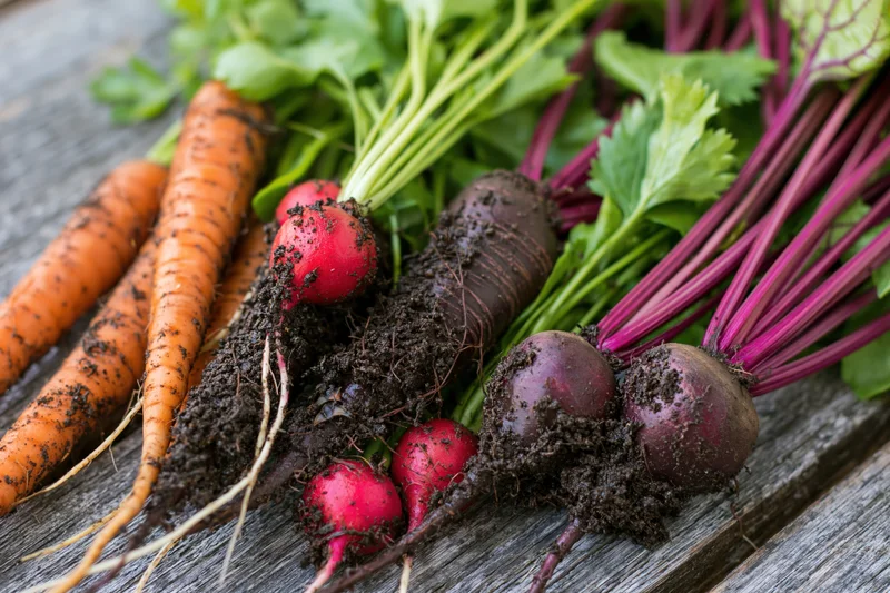 Freshly harvested carrots radishes and beets with soil still on wooden surface