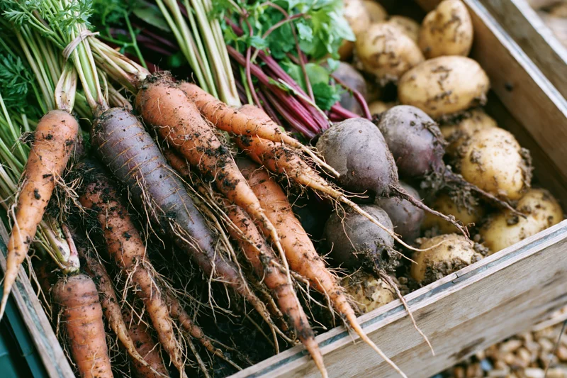 Freshly harvested carrots, beetroots and potatoes with green tops in a wooden crate