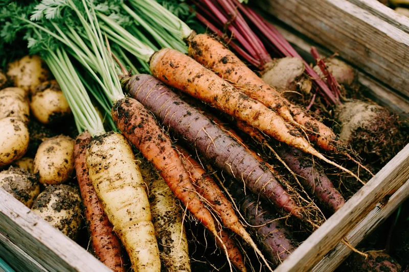 Freshly harvested carrots, beetroots and potatoes with green tops in a wooden crate, covered in soil