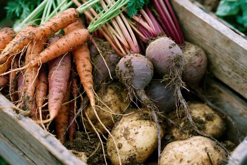 Freshly harvested carrots beetroots and potatoes in a wooden crate with soil and green tops