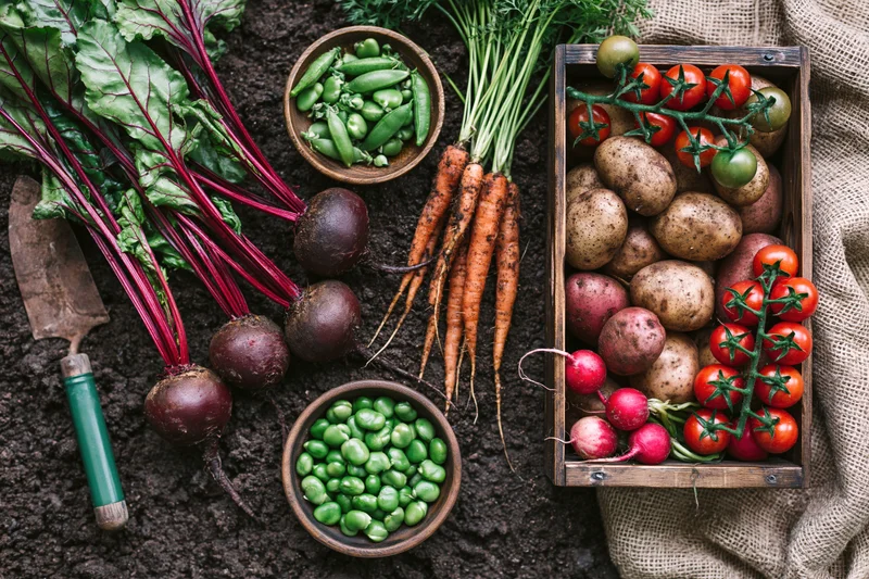 Freshly harvested vegetables arranged on dark soil with gardening tools and wooden containers
