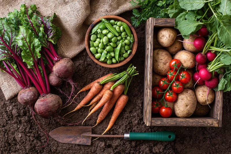 Freshly harvested vegetables arranged on dark soil with gardening tools and wooden crate