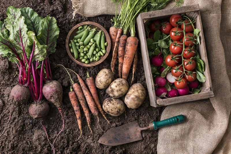 Freshly harvested vegetables arranged on dark soil with gardening tools and burlap cloth