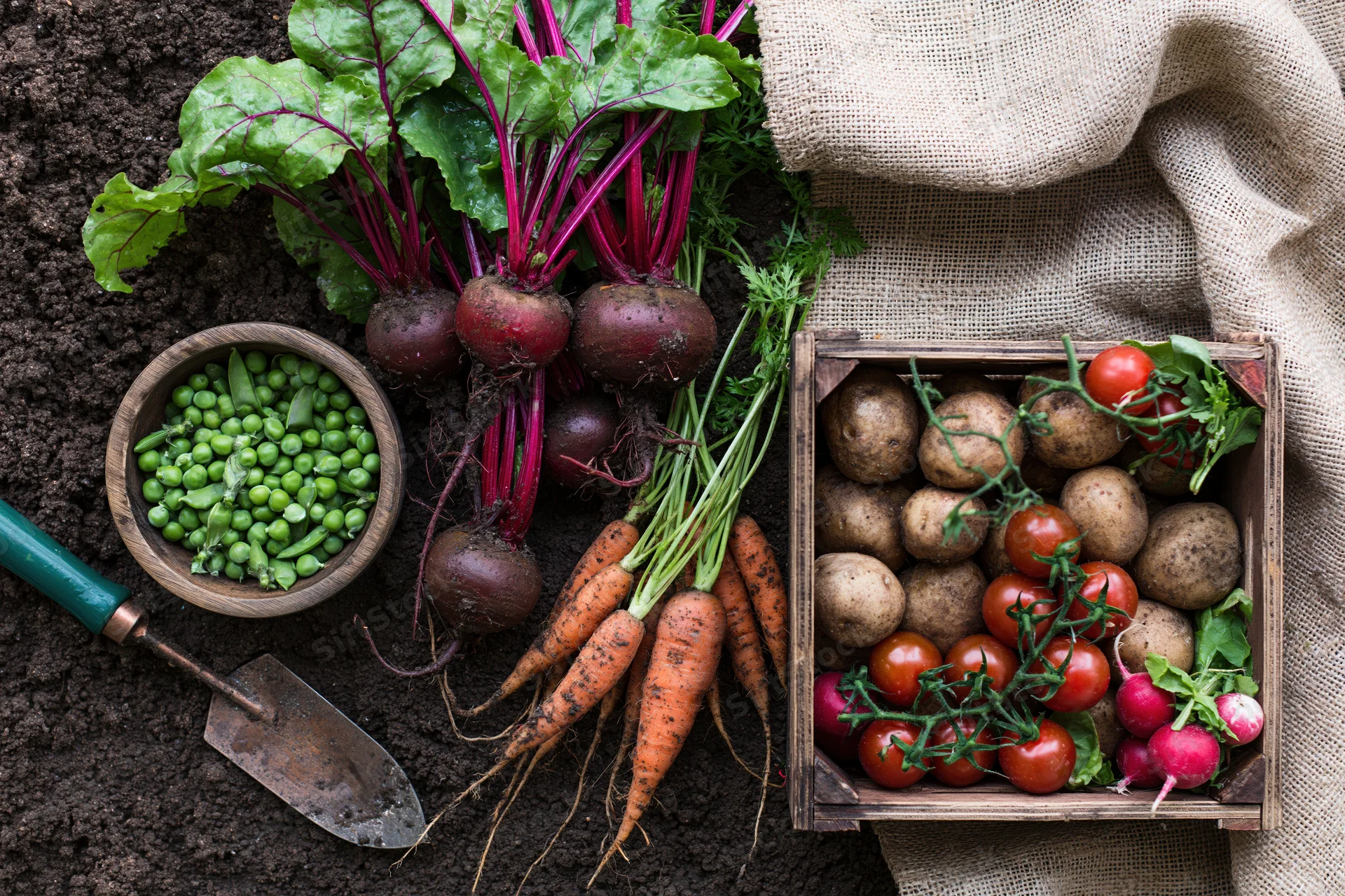 Freshly harvested vegetables arranged on dark soil with gardening tools and a wooden crate