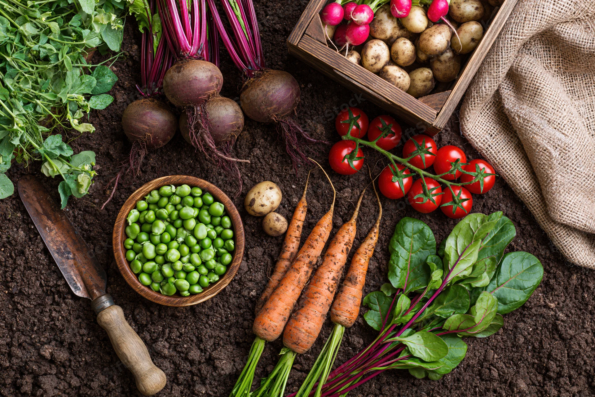 Freshly harvested vegetables arranged on dark soil with gardening tools and containers