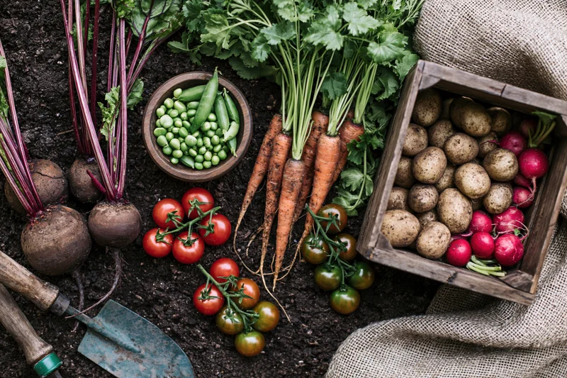 Freshly harvested vegetables arranged on dark soil with gardening tools and burlap sack