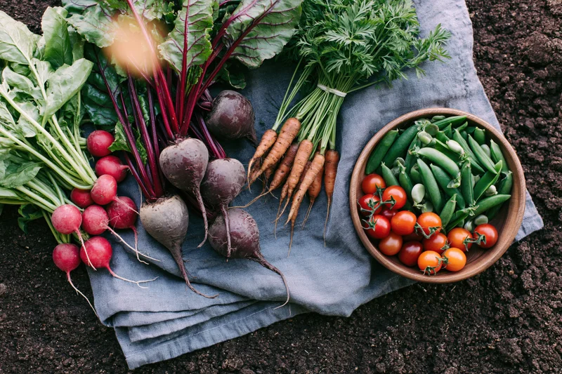 Freshly harvested vegetables arranged on a cloth over dark soil