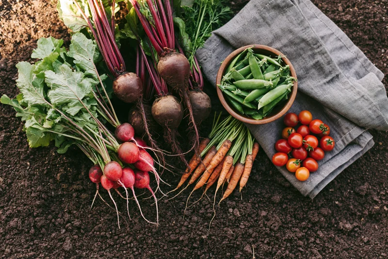 Freshly harvested vegetables arranged on dark soil with a cloth and bowl