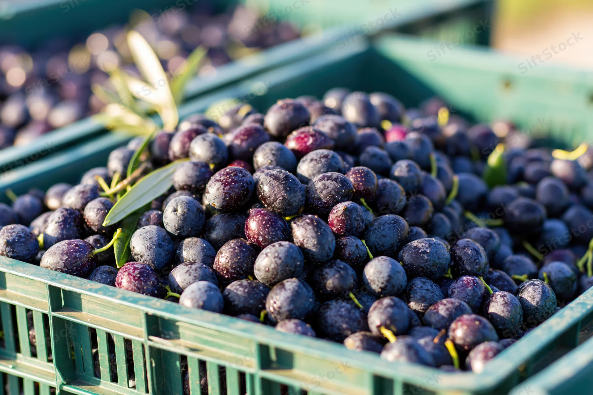Freshly harvested olives piled high in a green plastic crate outdoors