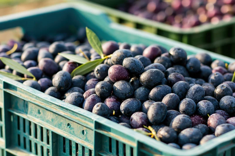 Freshly harvested olives piled in a green plastic crate on a farm