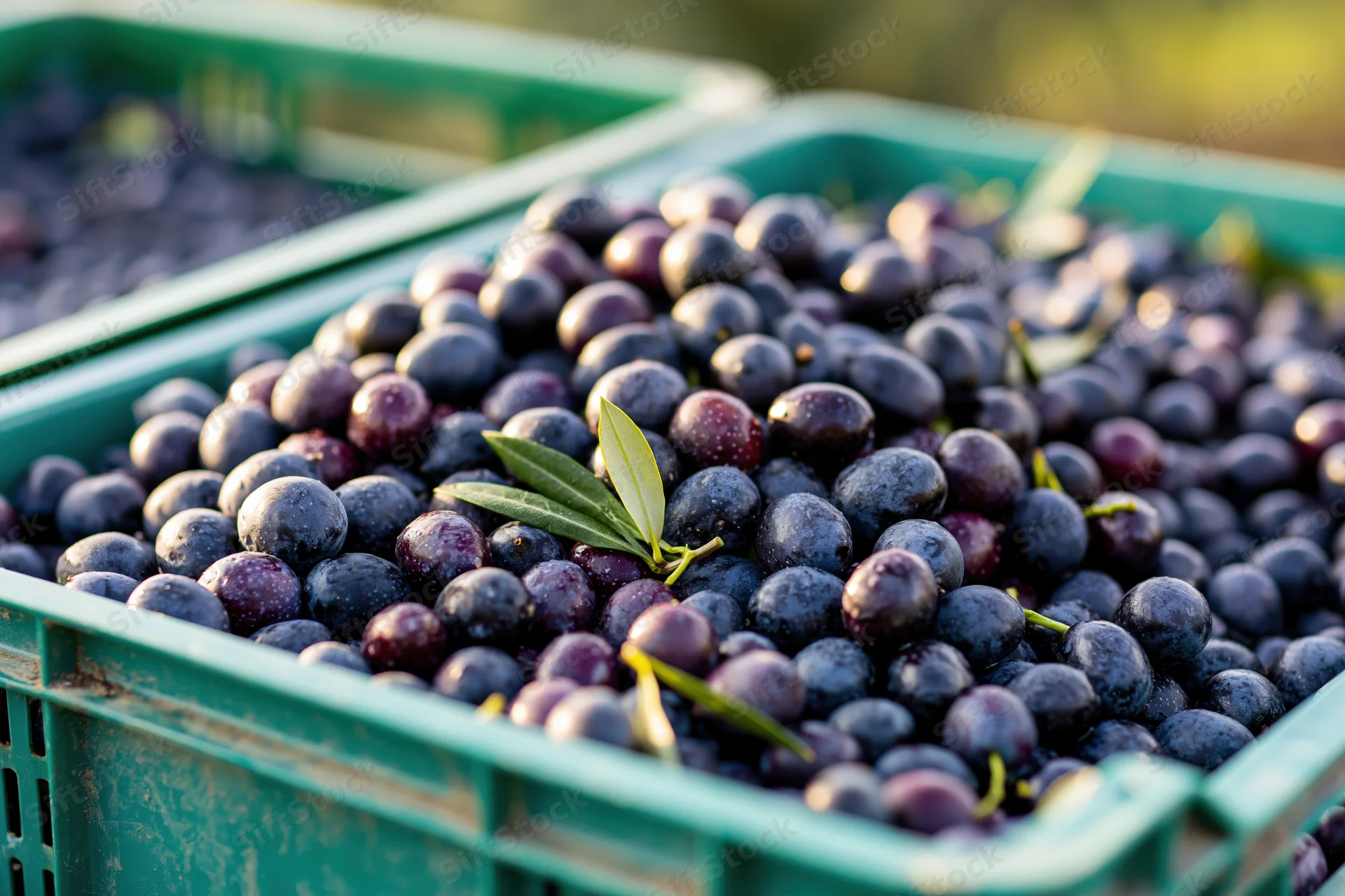 Freshly harvested olives piled in a green plastic crate outdoors
